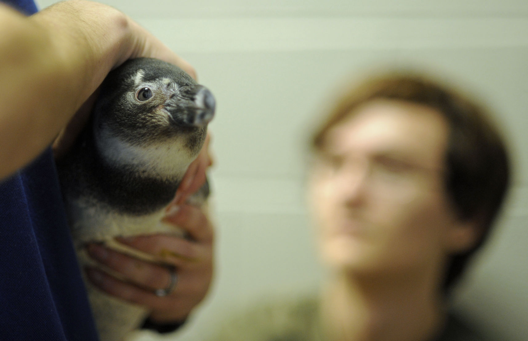 penguin_gso_encounter008.JPG